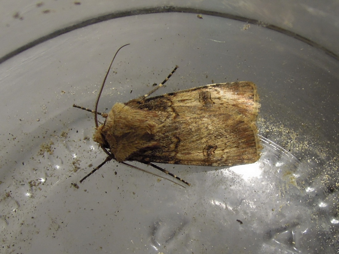 Cfr. Agrotis puta ed Egira conspicillaris